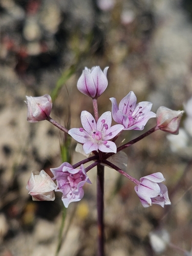 Glassy onion (Allium hyalinum)