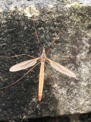 Tipula paludosa