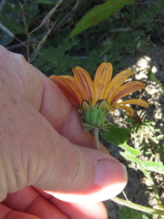 Arctotis breviscapa