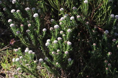 Metalasia pulchella