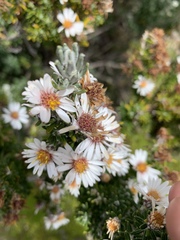 Diplostephium ericoides