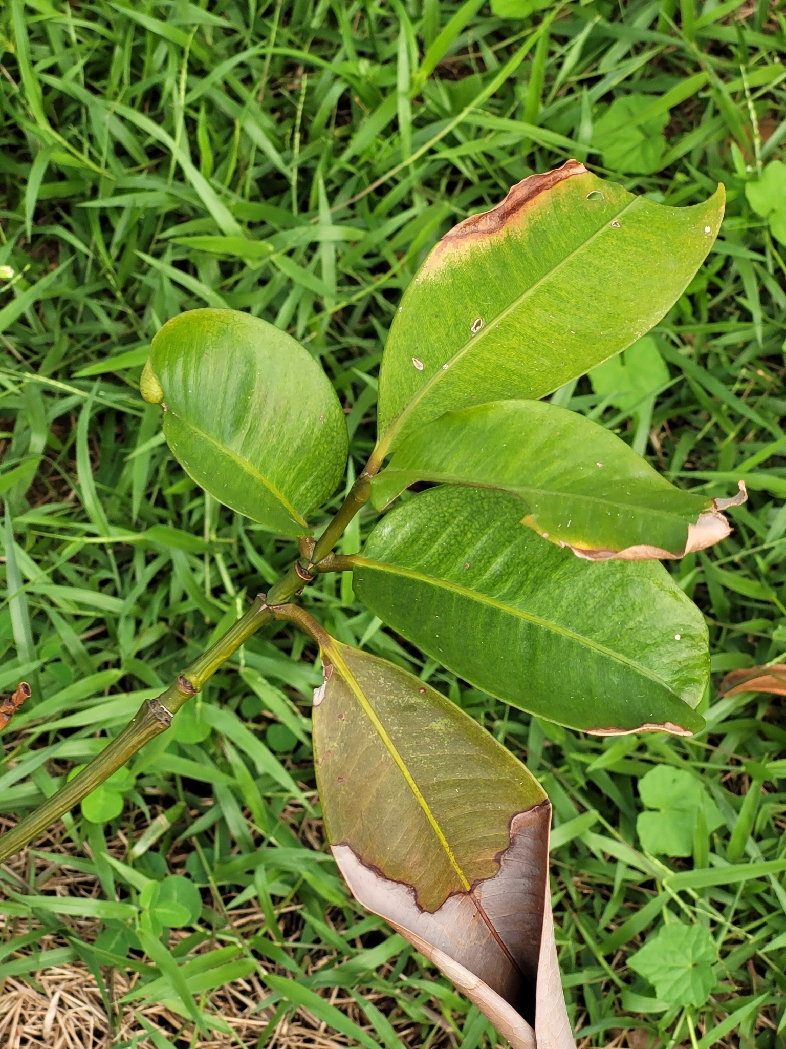 Imagem de Mangostão