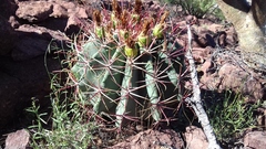 Ferocactus emoryi emoryi