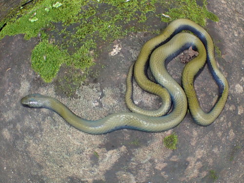Ethiopian House Snake