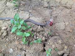 Oligodon condaoensis