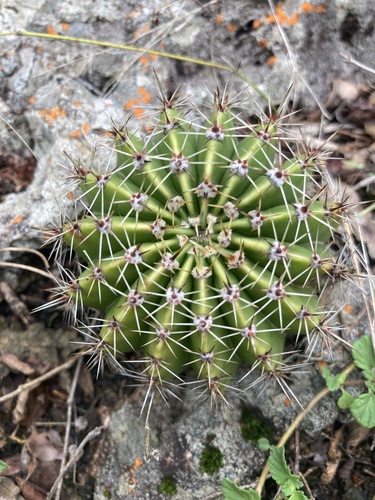 Echinopsis oxygona