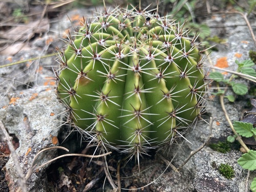 Echinopsis oxygona