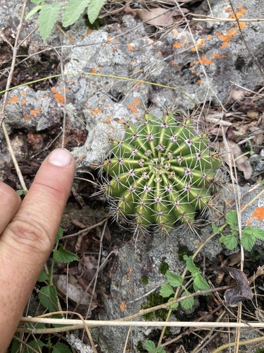 Echinopsis oxygona
