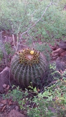 Ferocactus emoryi emoryi