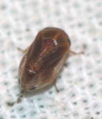 Clastoptera testacea