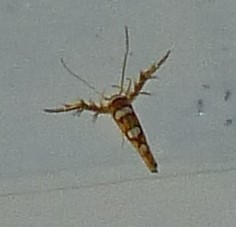 Stathmopoda triselena