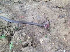 Oligodon condaoensis