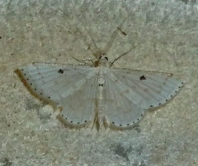 Derambila strigicosta