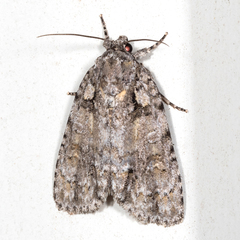Acronicta ovata
