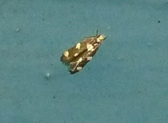 Limnaecia tetraplanetis