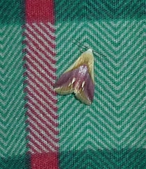 Eublemma cochylioides