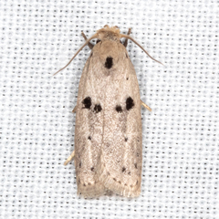 Scythropiodes issikii