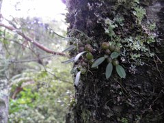 Bulbophyllum tuberculatum