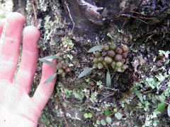 Bulbophyllum tuberculatum