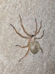 Olios sericeus