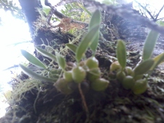 Bulbophyllum tuberculatum
