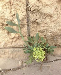 Crithmum maritimum