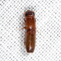 Euplatypus compositus