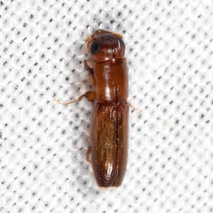 Euplatypus compositus