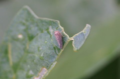 Agalliini