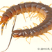 Scolopendra angulata - Photo (c) rdsage43, some rights reserved (CC BY-NC)