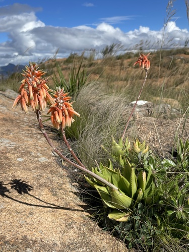 Aloe deltoideodonta
