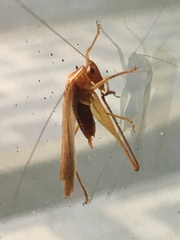 Conocephalus attenuatus