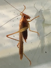 Conocephalus attenuatus