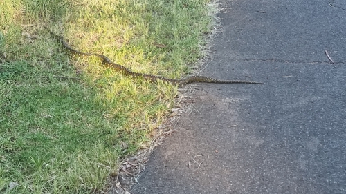 Diamond Python sighting