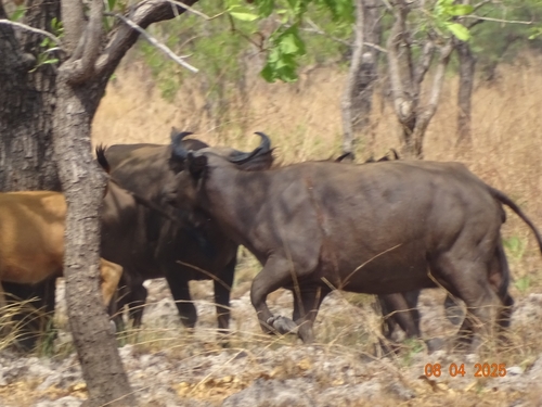 Sudanese Buffalo