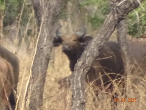 African Buffalo