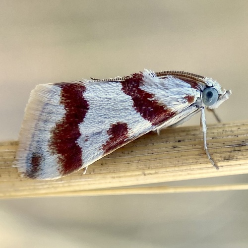 Rufous-banded Crambid Moth photo 5