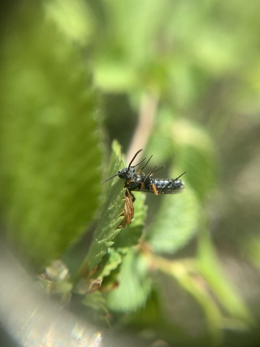 Vestigial Weeper, Gelderland, NL, photo 3 of 10