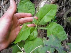 Senecio rufiglandulosus