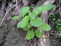Senecio rufiglandulosus