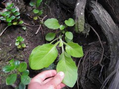 Senecio rufiglandulosus