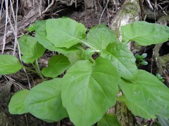 Senecio rufiglandulosus