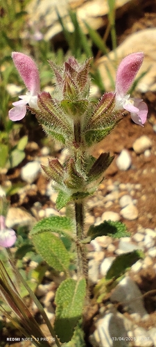 Image of Salvia viridis by (c) Santiago Martín-Bravo, some rights reserved (CC BY)