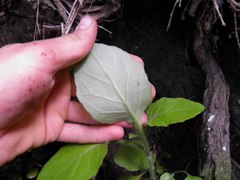 Senecio rufiglandulosus