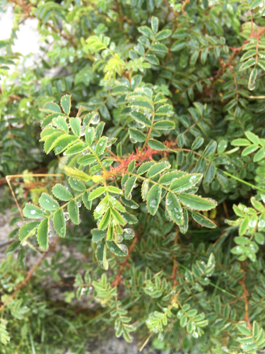Burnet Rose