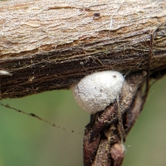 Eriococcus lagerstroemiae