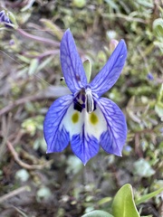 Downingia insignis
