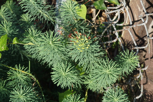 Cypress spurge