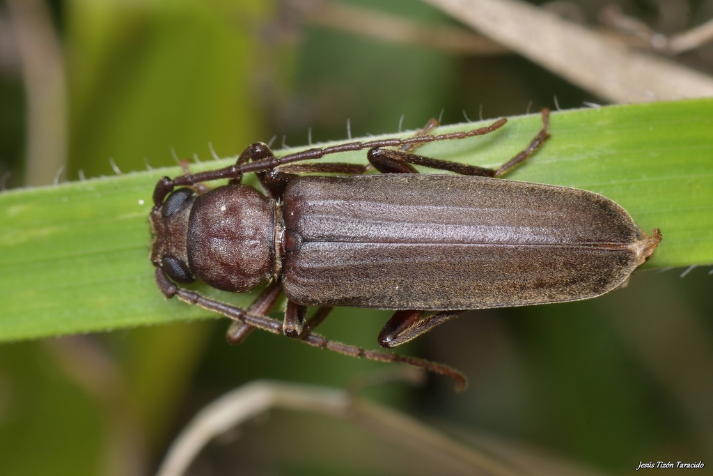Arhopalus ferus (Cerambycidae (Longhorn Beetles) of Southern Africa ...