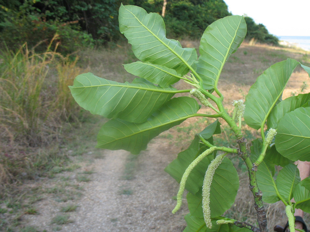 Milicia excelsa